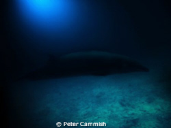 This is a picture of a beaked whale that was in Majuro La... by Peter Cammish 
